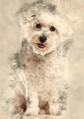 Coton de Tulear 22 months