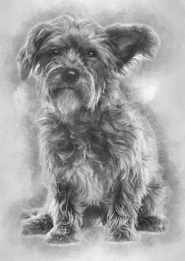 Mixedbreed dog 3 years ol