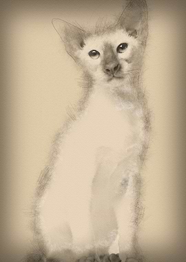 Siamese kitten 5 months ol