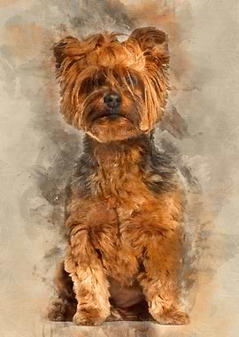 Yorkshire Terrier sitting