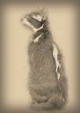 Rear view of an Oriental S