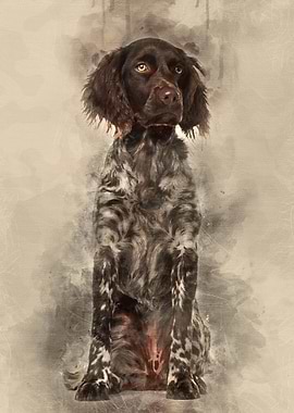Munsterlander dog 9 month