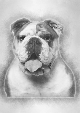 English Bulldog 6 years ol