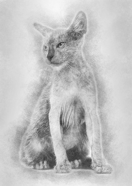 Kitten Lykoi cat 3 months