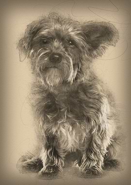 Mixedbreed dog 3 years old