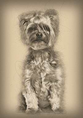 Yorkshire Terrier sitting