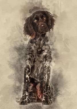 Munsterlander dog 9 month