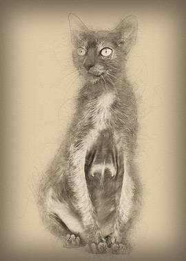 Lykoi cat also called the