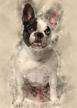 French Bulldog sitting