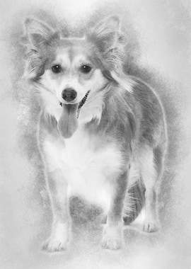 Mixed breed dog 2 years ol