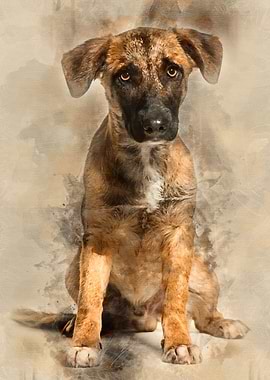 Mixedbreed dog 7 months