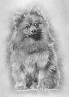 Keeshond dog looking at ca