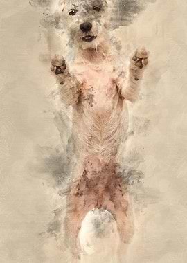 Parson Russell Terrier sta