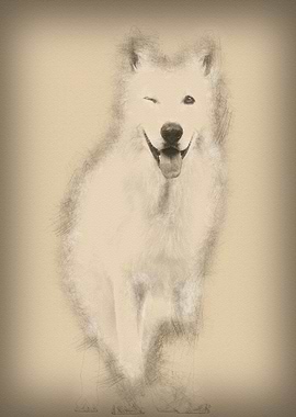 Swiss Shepherd dog 5 years