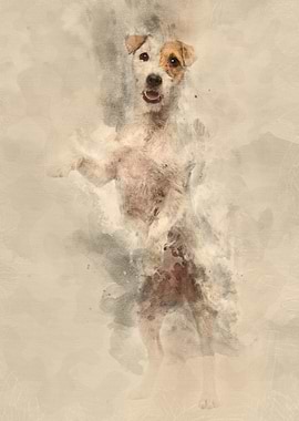 Parson Russell Terrier sta
