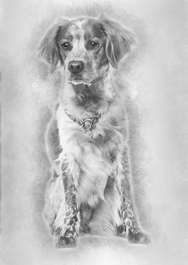 Brittany dog sitting again