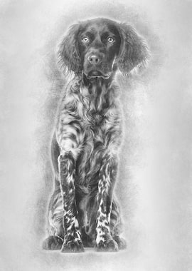 Munsterlander dog 9 month