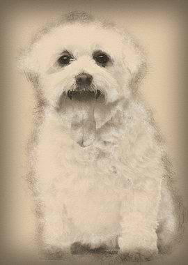 Maltese with tongue out 5