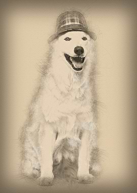 Swiss White Shepherd dog