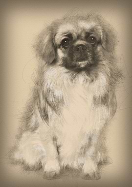 Teckel Spaniel 3 Years Old