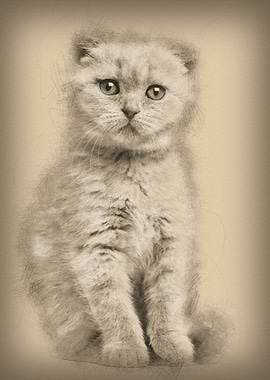 Portrait of Scottish Fold