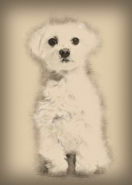 Maltese dog sitting agains