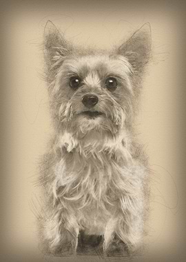 Yorkshire Terrier 9 years