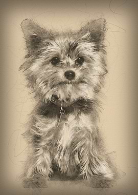 Yorkshire terrier puppy si