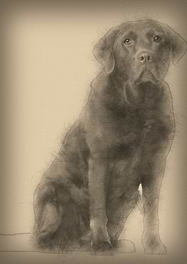 Labrador Retriever 8 years