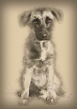 Mixedbreed dog 7 months o