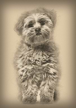 Lhasa apso dog 8 months ol