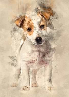 Jack Russell puppy 3 month