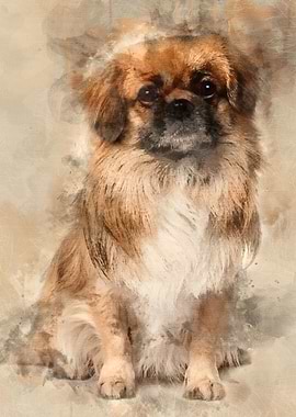 Teckel Spaniel 3 Years Old