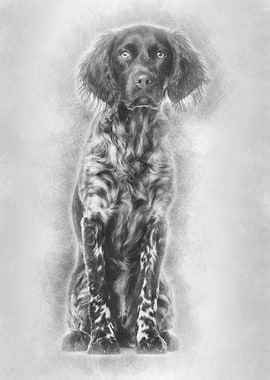 Munsterlander dog 9 month