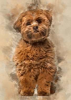 Lhasa apso dog 8 months ol