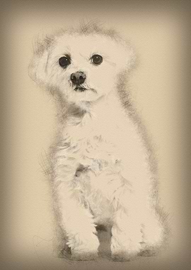 Maltese dog sitting agains