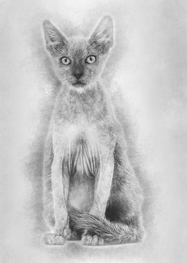 Kitten Lykoi cat 3 months