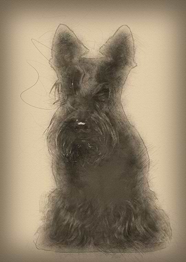 West Highland White Terrie