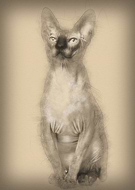 Sphynx cat 1 year old sitt