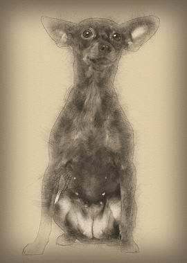 Miniature pincher 3 years