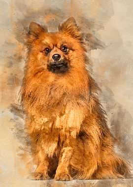 Keeshond dog sitting again