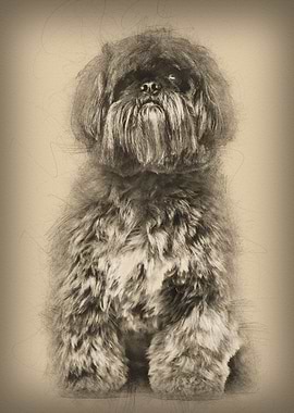 Shih Tzu sitting against w