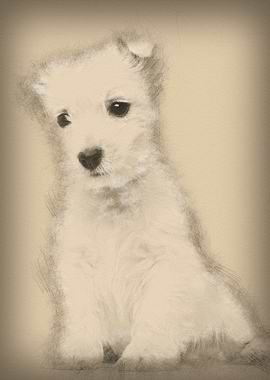 West Highland Terrier pupp