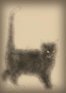 Mixedbreed black cat again