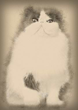 Persian cat 9 years old si