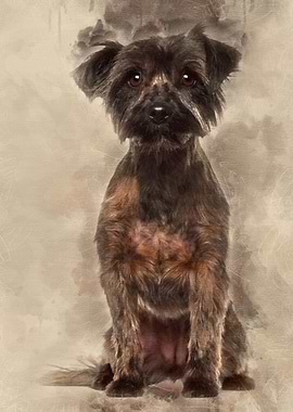 Yorkshire Terrier 2 years