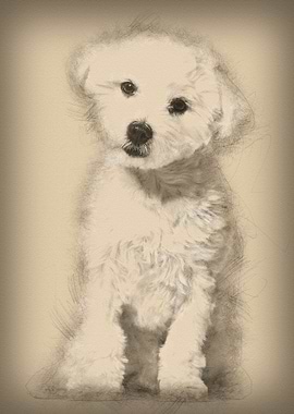 Maltese dog 11 months old