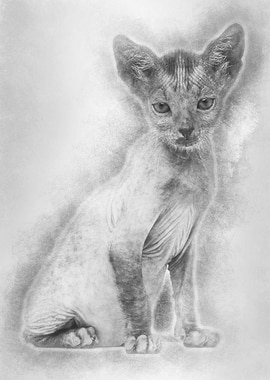 Kitten Lykoi cat 7 weeks o