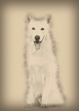 Swiss Shepherd dog 5 years