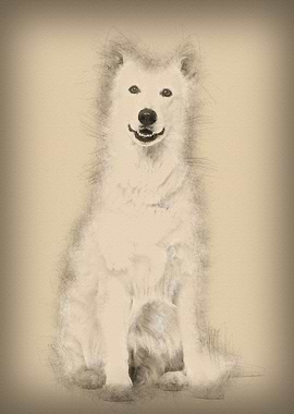 Swiss White Shepherd dog